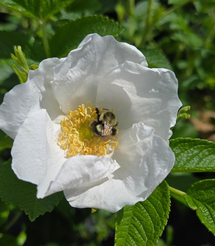 Ribbons of Roses™ Bundles of Bare Root Roses - Rosa rugosa 'Alba' - Pack of 10