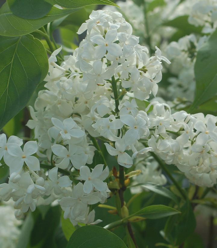 Mount Baker Bare Root Lilac Bush