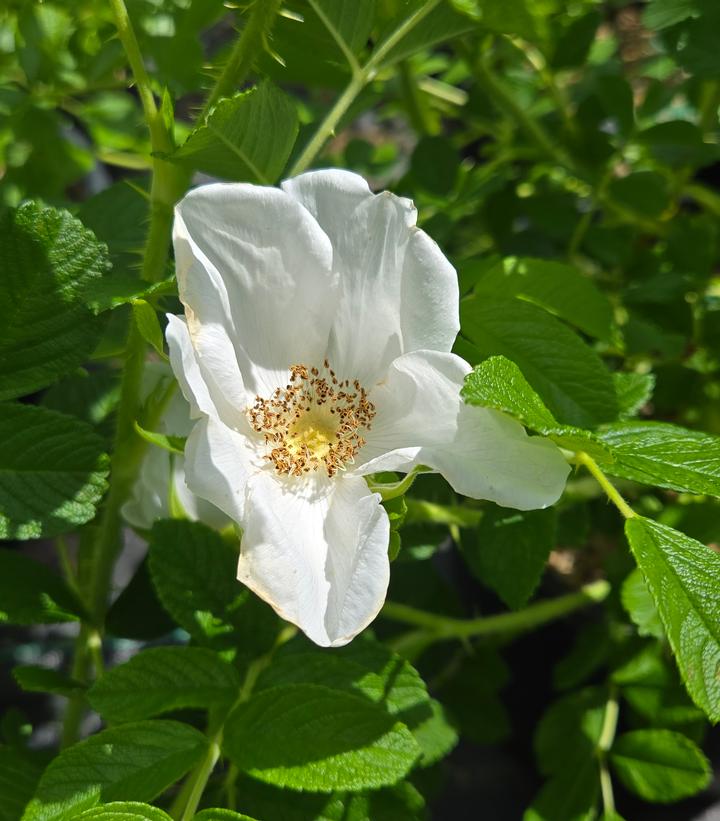 Ribbons of Roses™ Bundles of Bare Root Roses - Rosa rugosa 'Alba' - Pack of 10