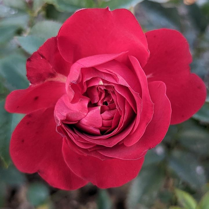 True Bloom Roses® True Love™ Bare Root Rose Bush