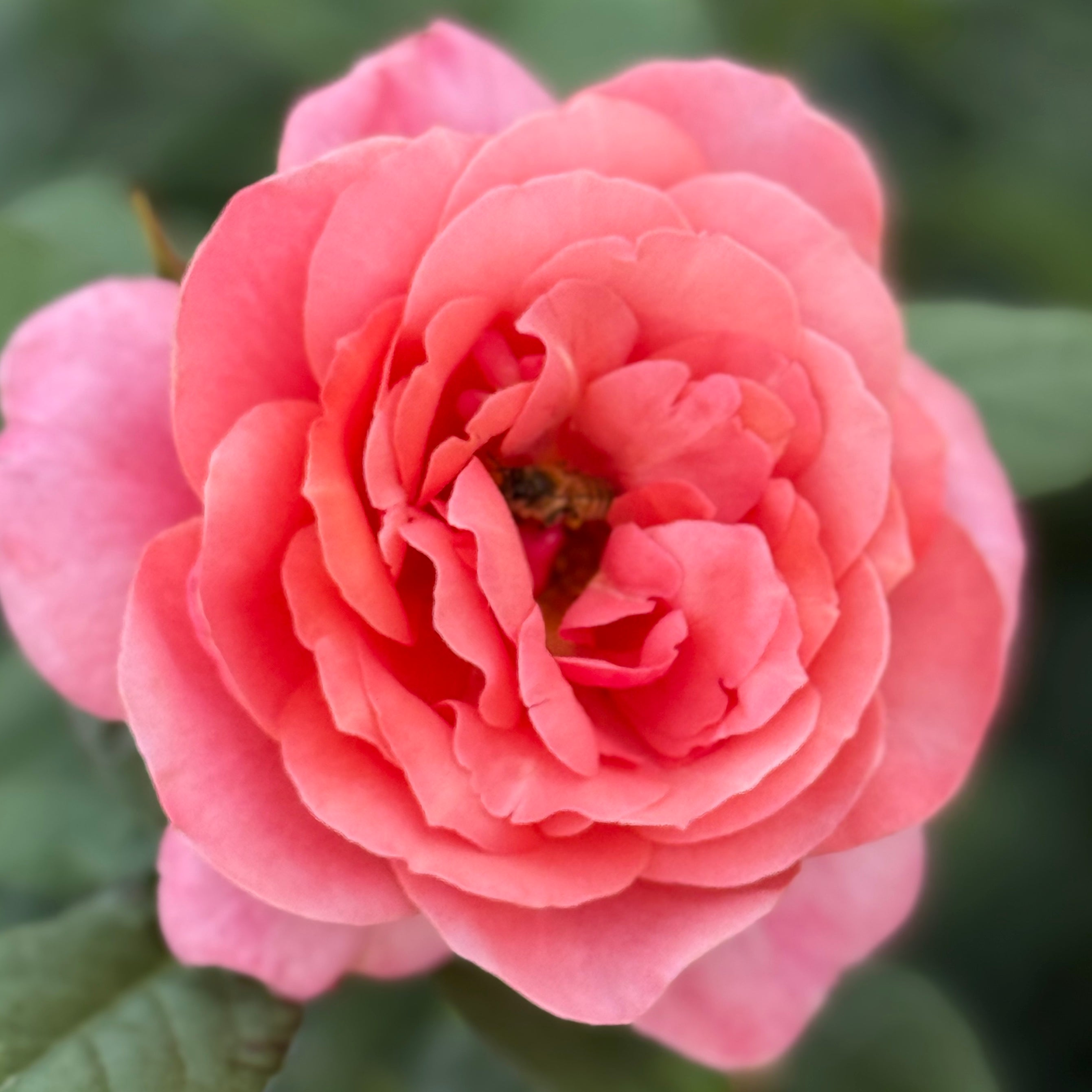 Uptown Girl® Potted Rose Bush