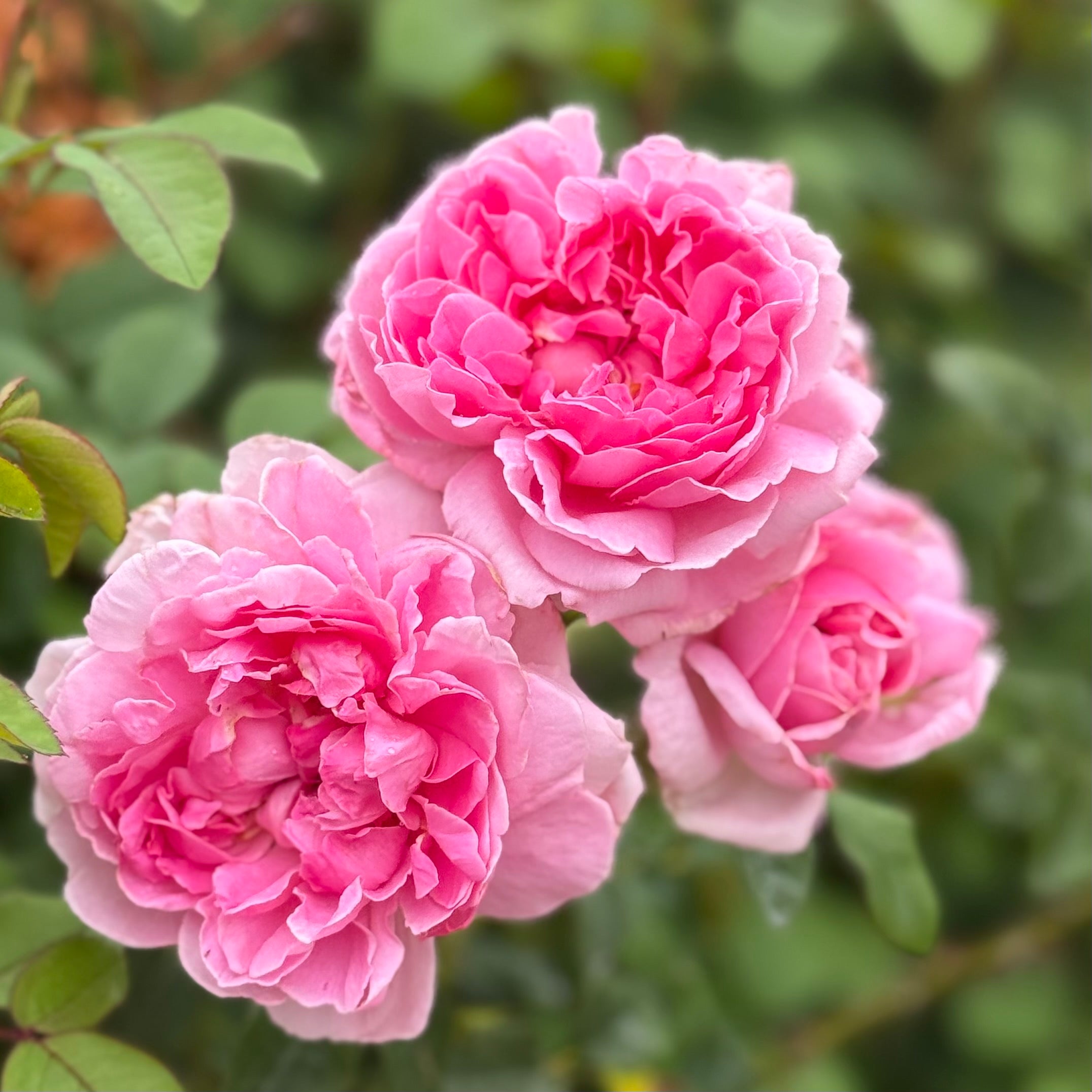 David Austin® The Cottage Rose® Potted Rose Bush