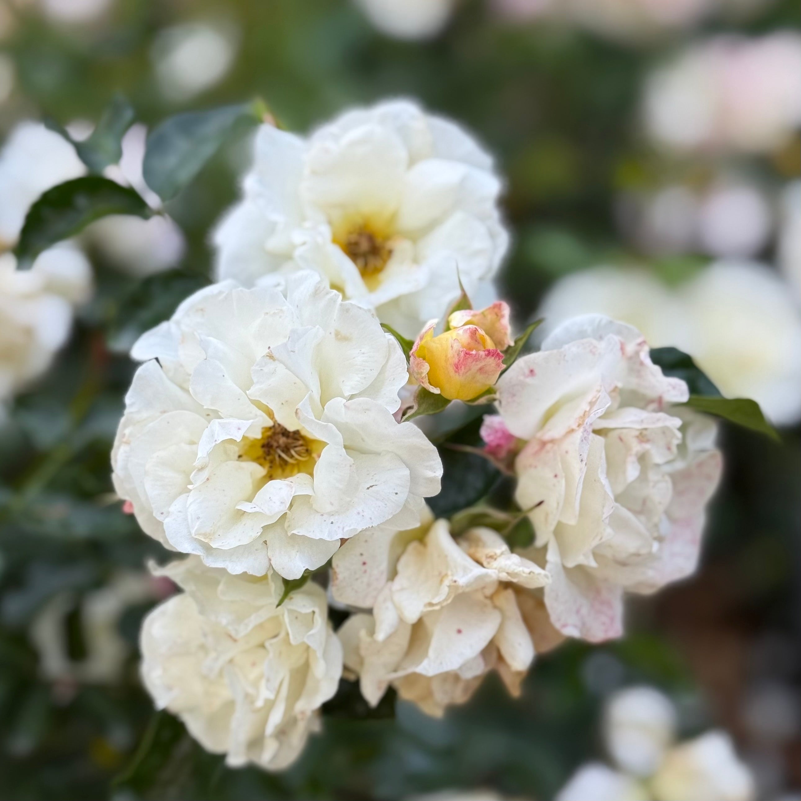 Popcorn Drift® Potted Rose Bush - Grace Rose Farm