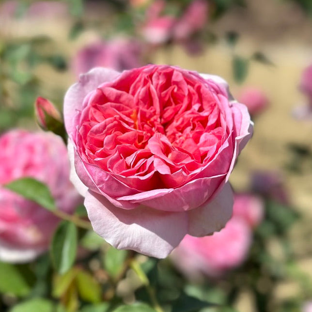 David Austin Roses Boscobel Rose Bush - Thumbnail 4