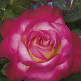 Dick Clark™ Bare Root Rose Bush