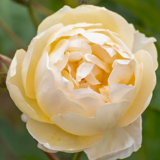 David Austin® Dannahue® Potted Rose Plant