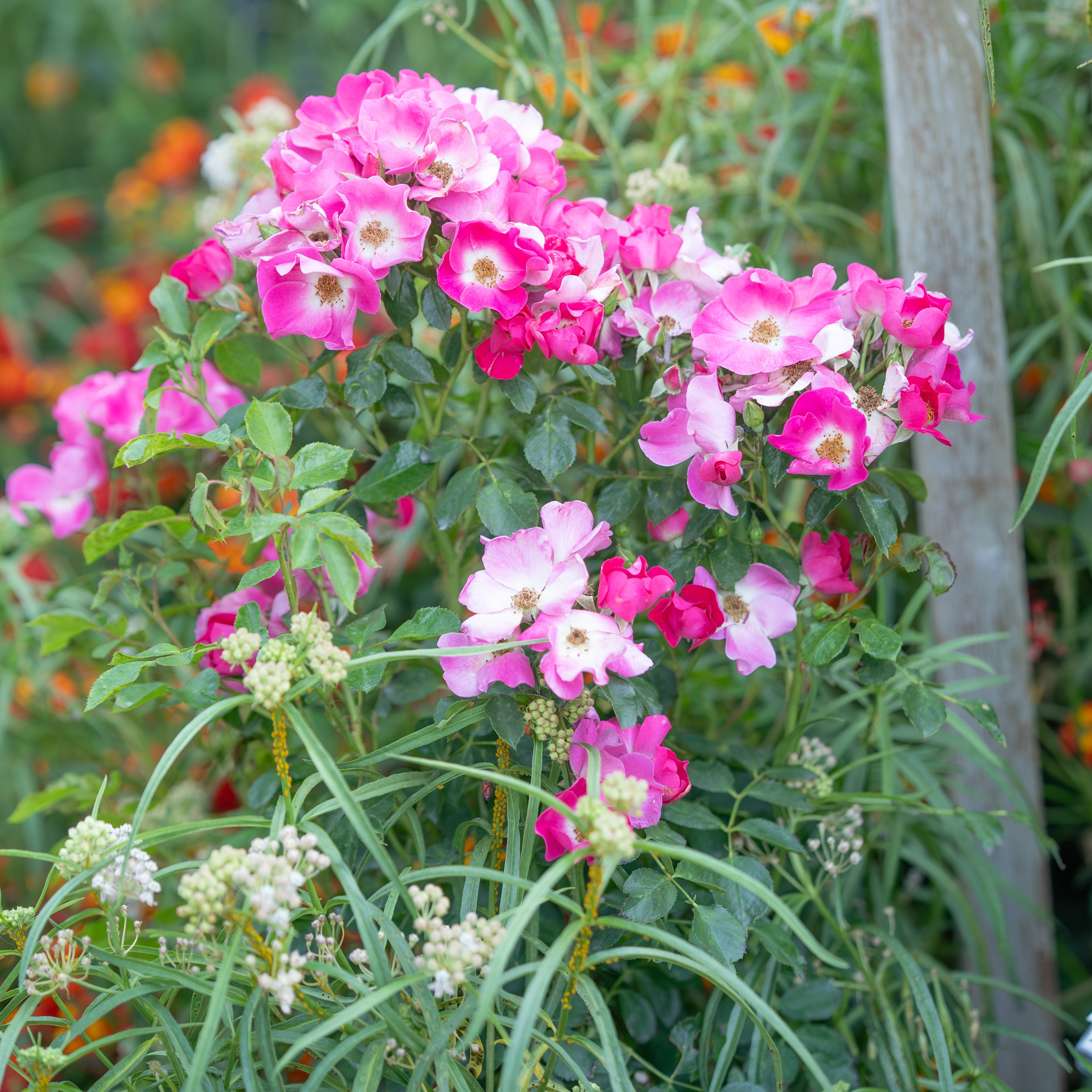 Friendly® Purple Potted Rose Bush