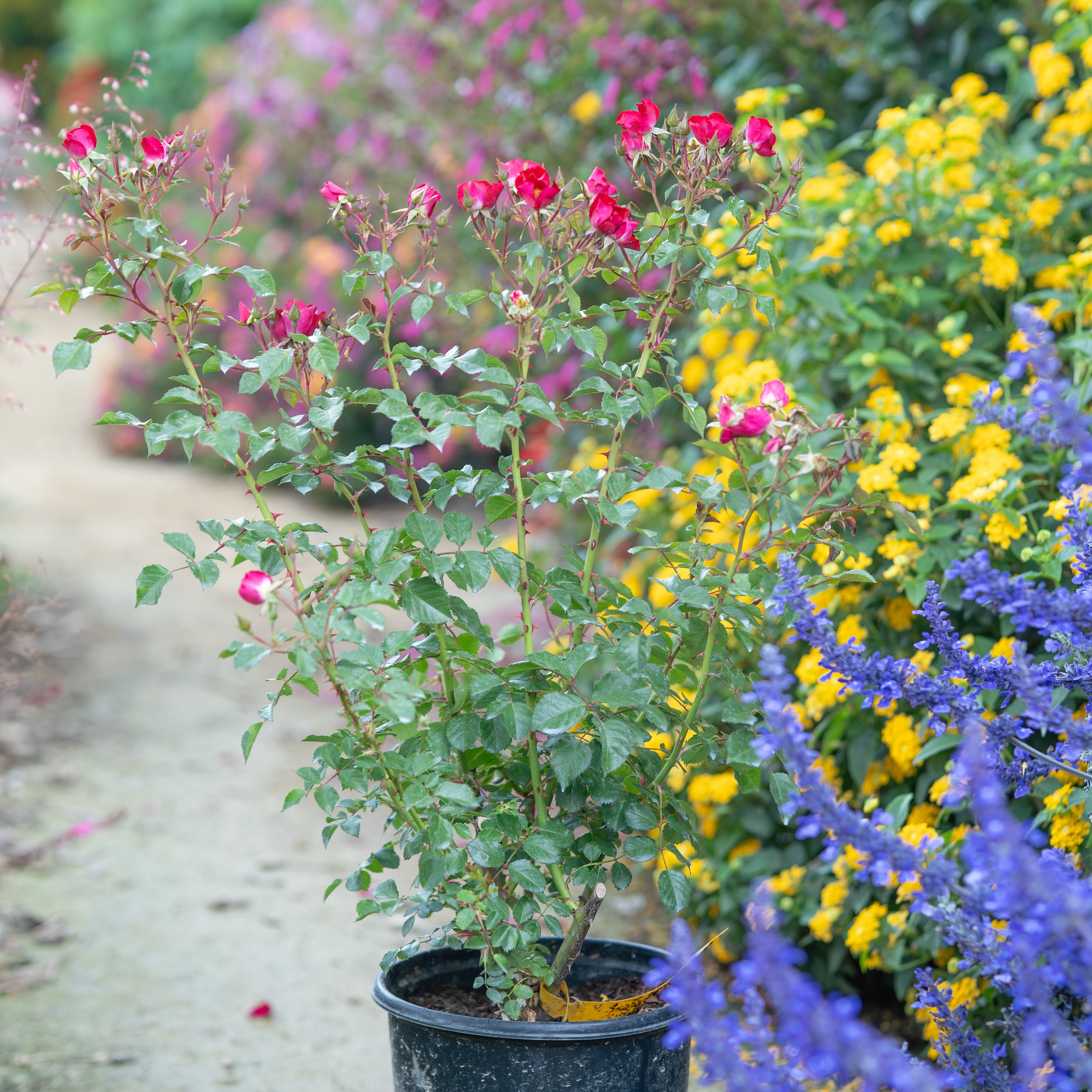 Friendly Red Rose | Easy Care Landscape Rose | Grace Rose Farm