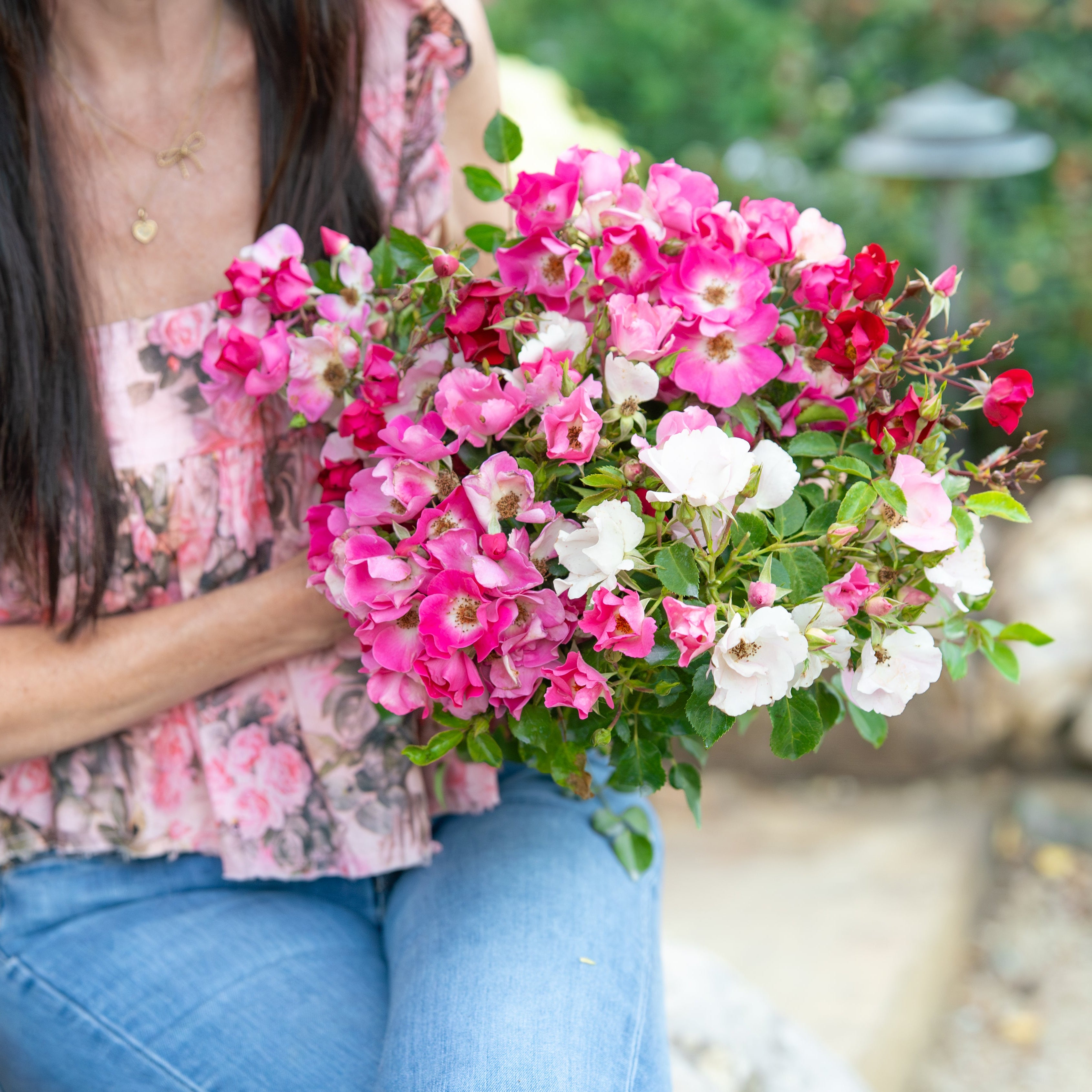 Friendly Red Rose | Easy Care Landscape Rose | Grace Rose Farm