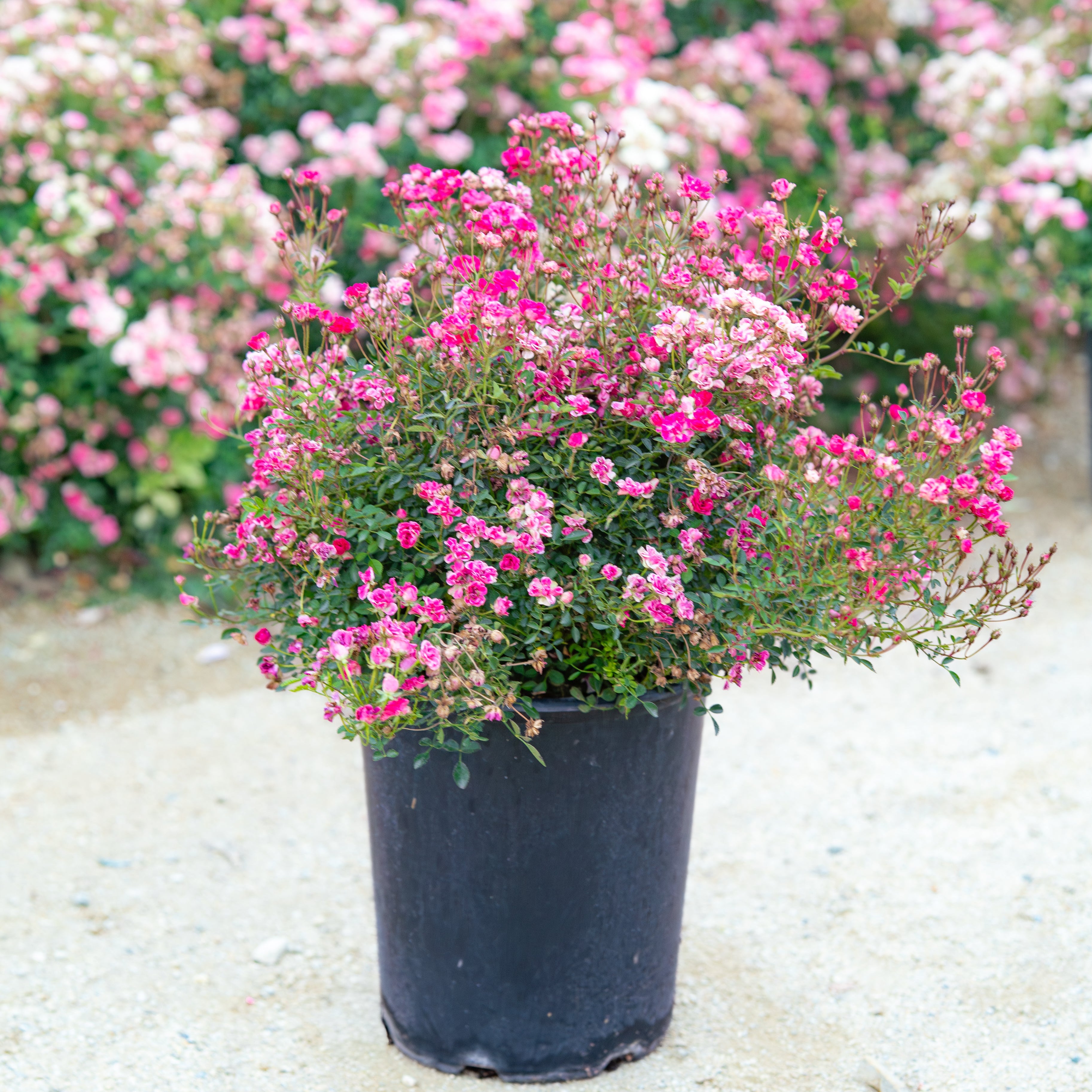 Zone 7 Roses | Disease-Resistant Varieties | Grace Rose Farm