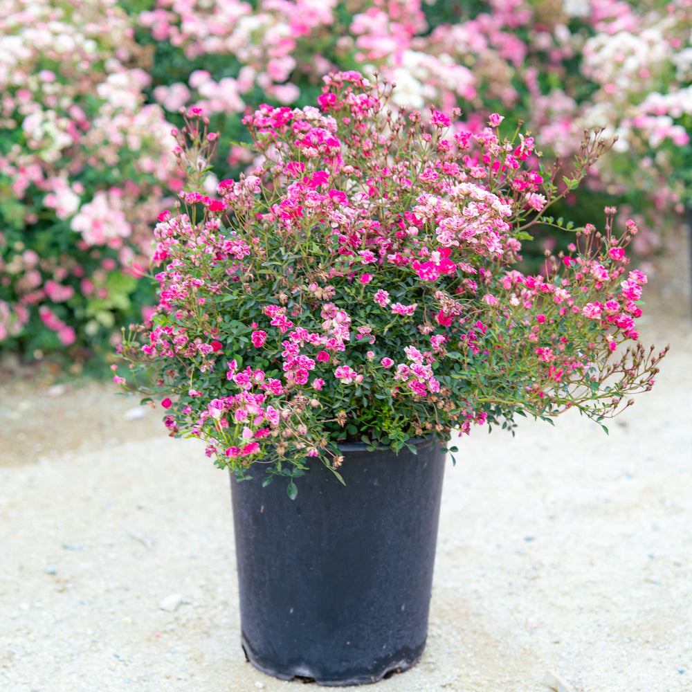 Potted plant with pink flowers in a garden setting