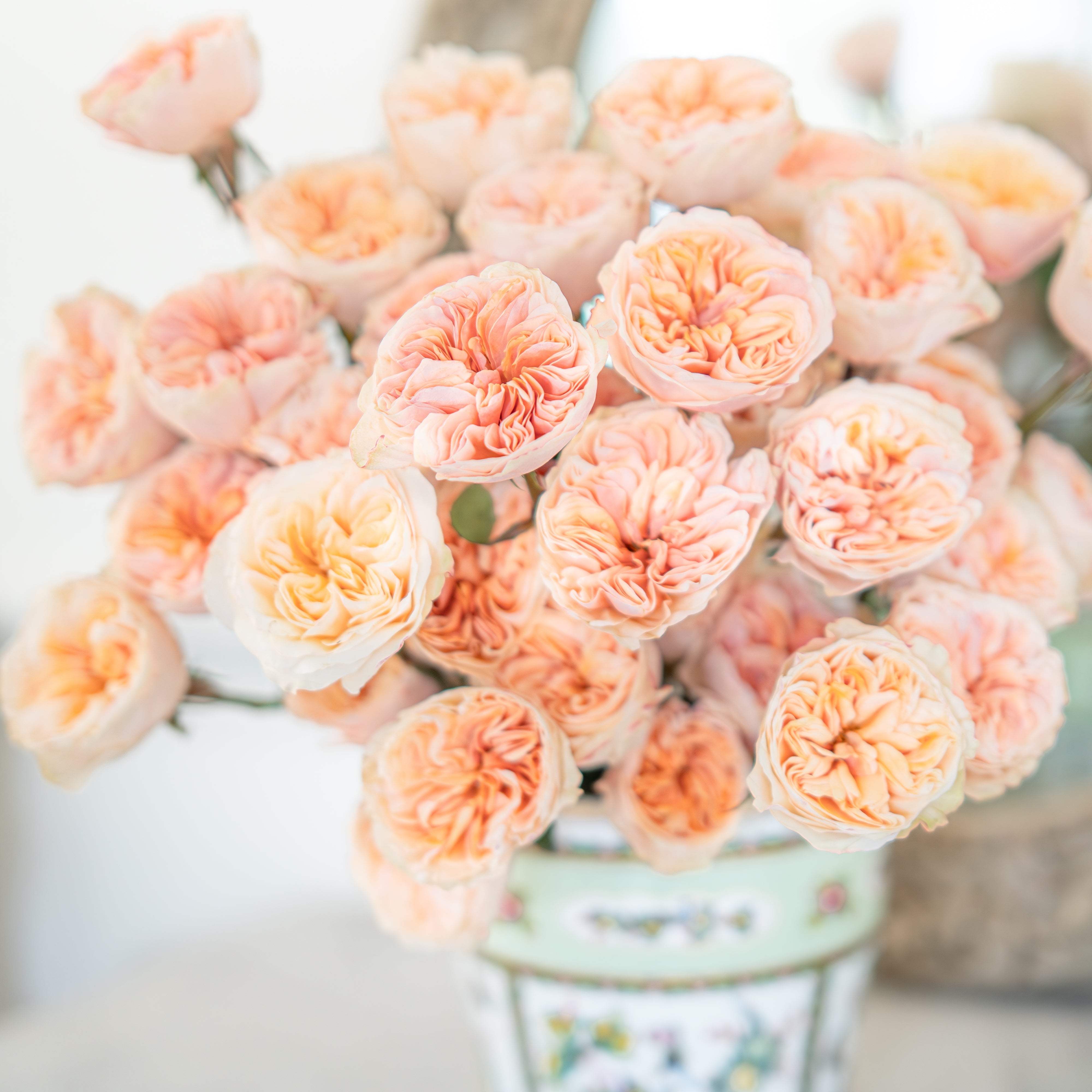 Tip Top Rose | Velvety Peach Petals | Grace Rose Farm