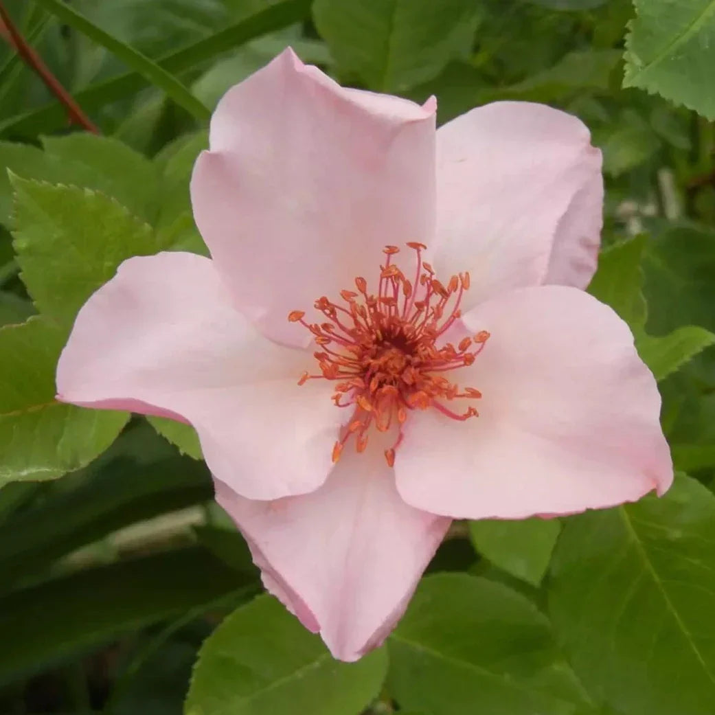 Dainty Bess Rose Bush