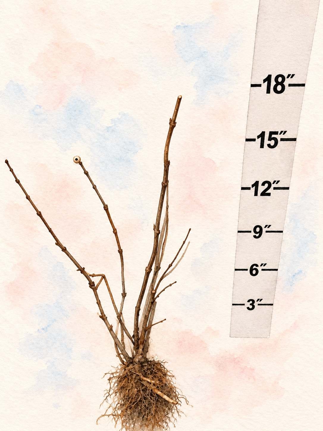 Declaration Bare Root Lilac Bush