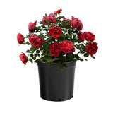Desert Sky™ Bare Root Rose Bush