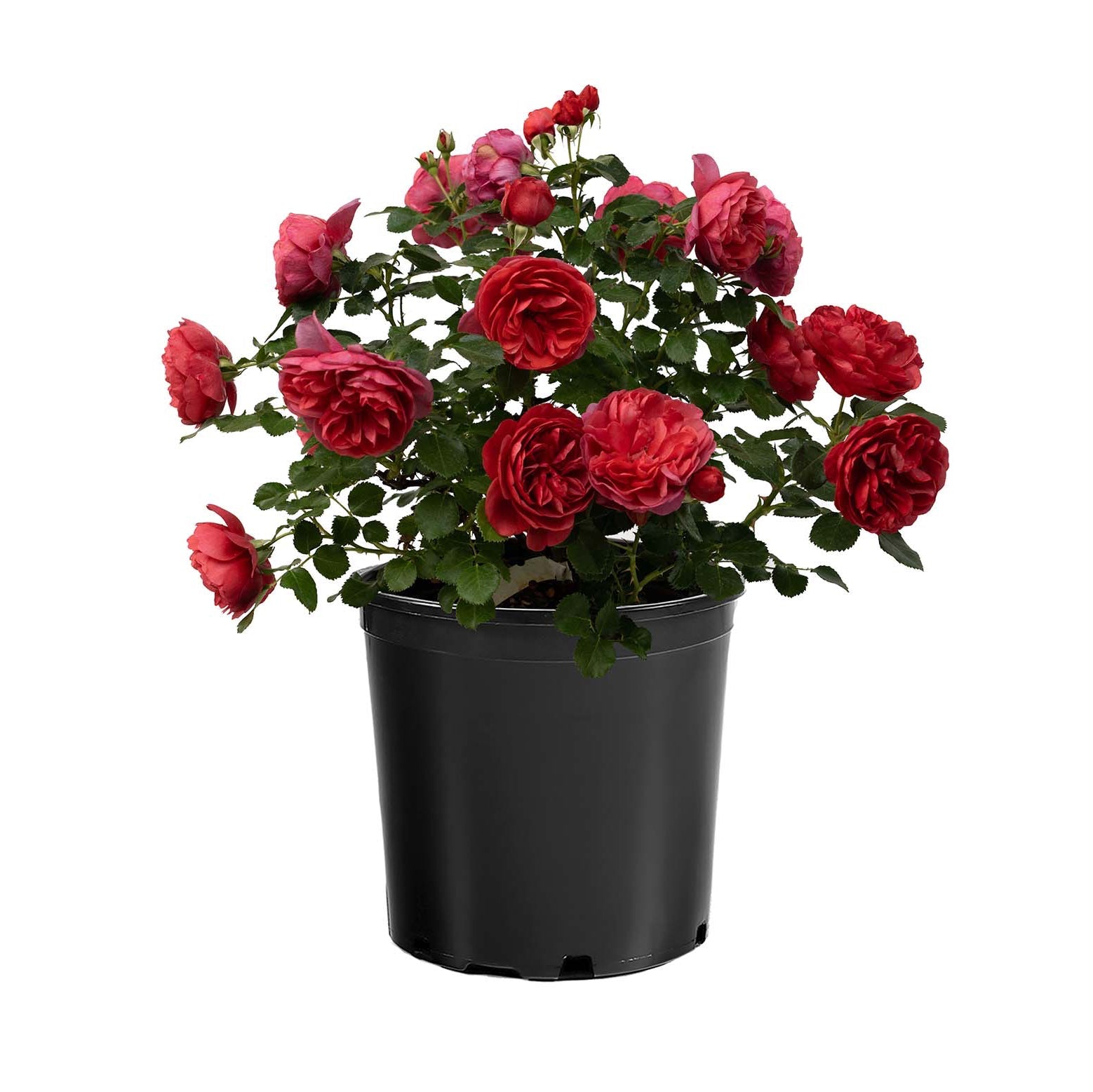 Desert Sky™ Potted Rose Bush