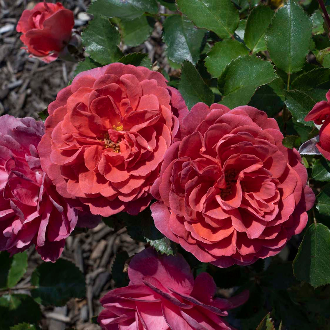 Desert Sky™ Bare Root Rose Bush