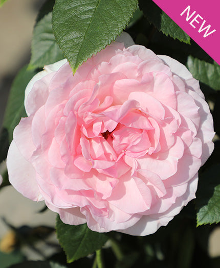 True Bloom Roses® True Devotion™ Bare Root Climbing Rose