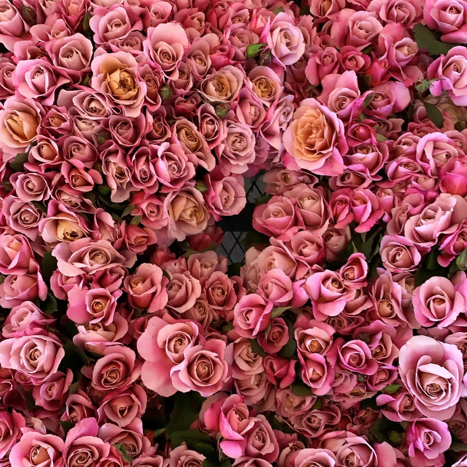 完売‼️ ALL ROSES LIVING PROOF Dash  完売‼️ ALL ROSES LIVING PROOF Dash 完売‼️ ALL ROSES LIVING PROOF