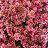 Distant Drums Bare Root Rose Bush