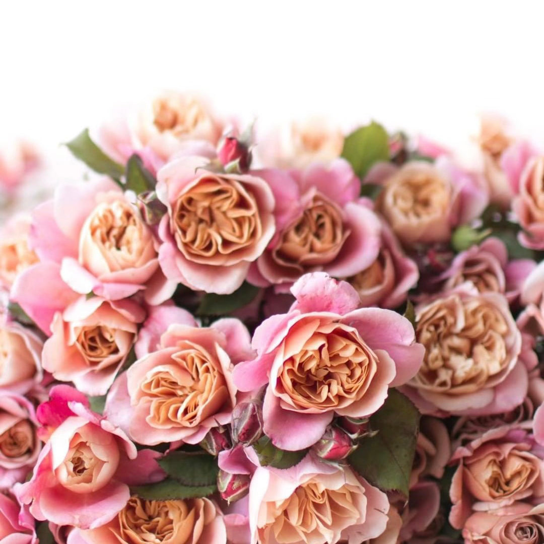 Distant Drums Rose | Mauve Tan Rose Bush | Grace Rose Farm
