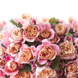 Distant Drums Potted Rose Bush