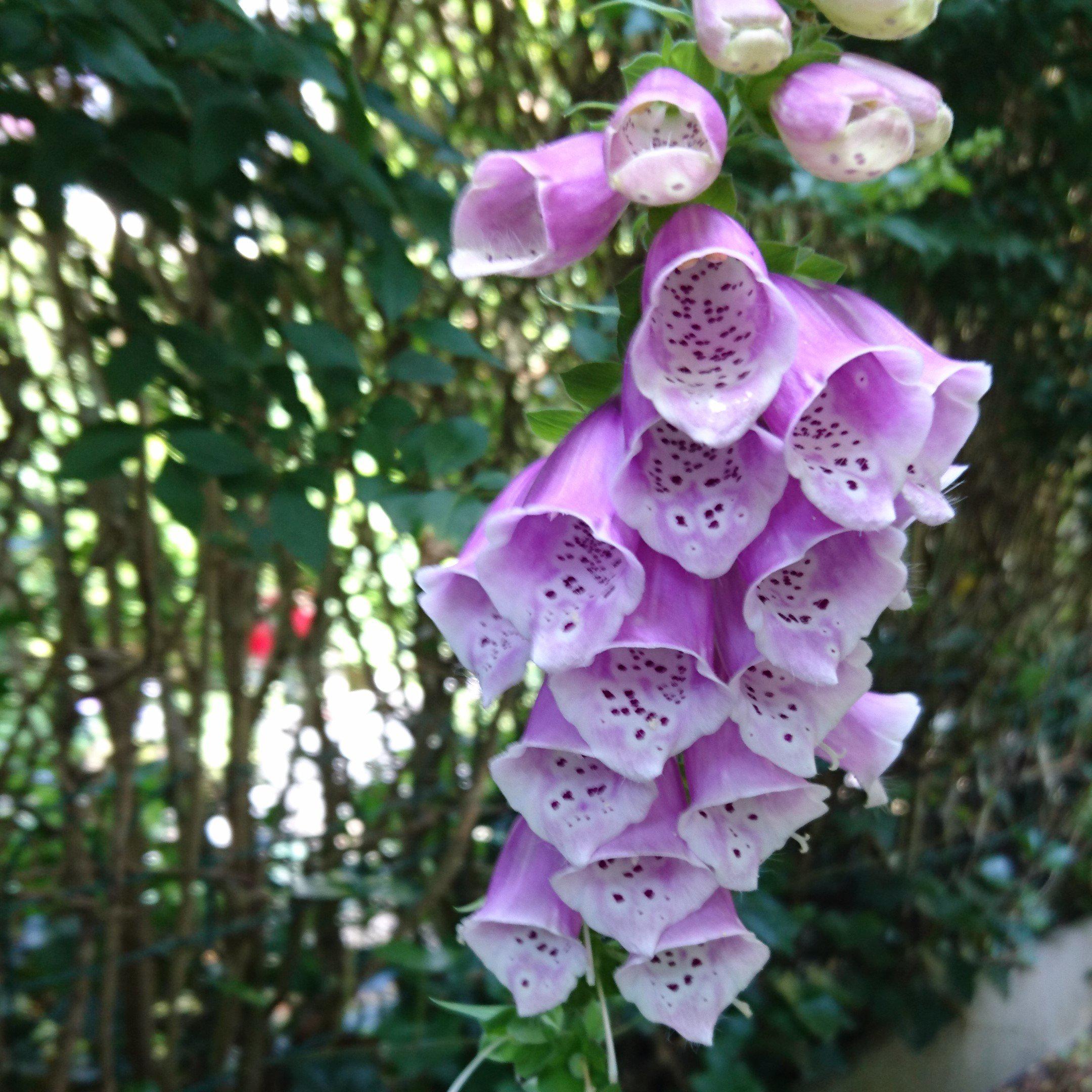 Foxglove Dalmatian Purple Potted Foxglove Plant