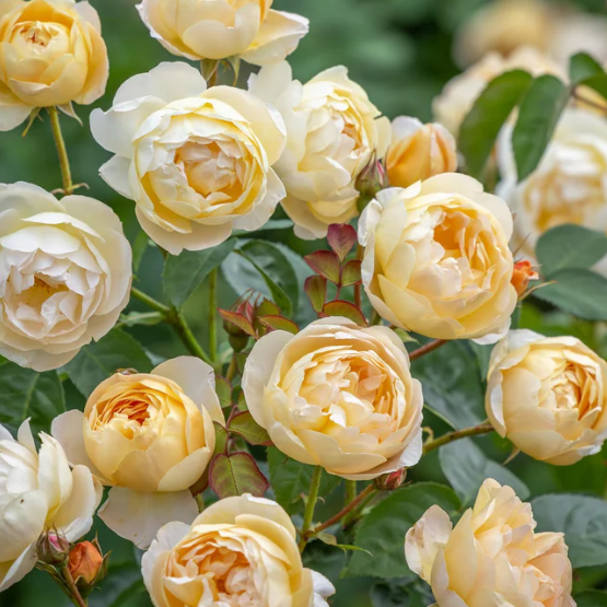 David Austin® Dannahue® Potted Rose Plant