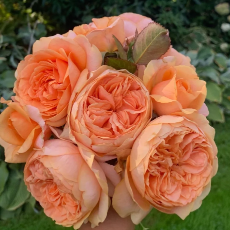 Double Ambre Bare Root Rose Bush