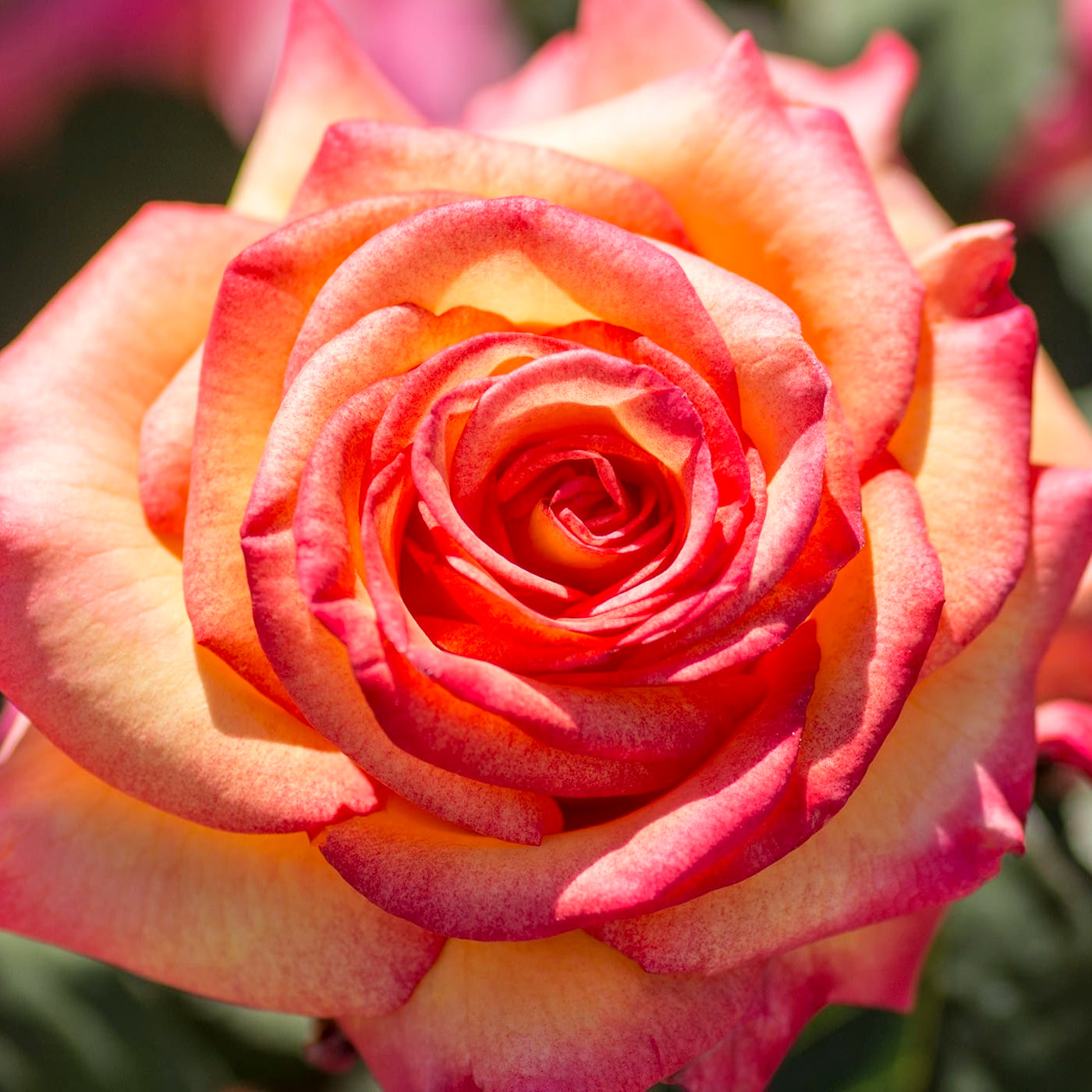 Dream Come True™ Potted Rose Bush