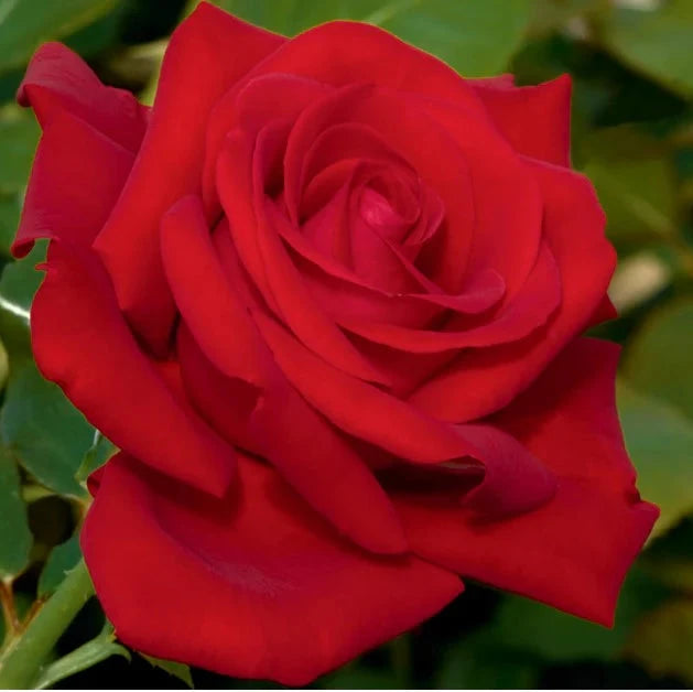 Drop Dead Red™ Bare Root Tree Rose