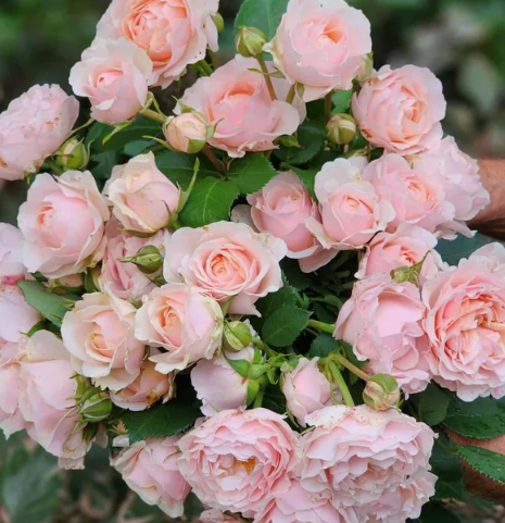 Dylan Rose Bare Root Rose Bush