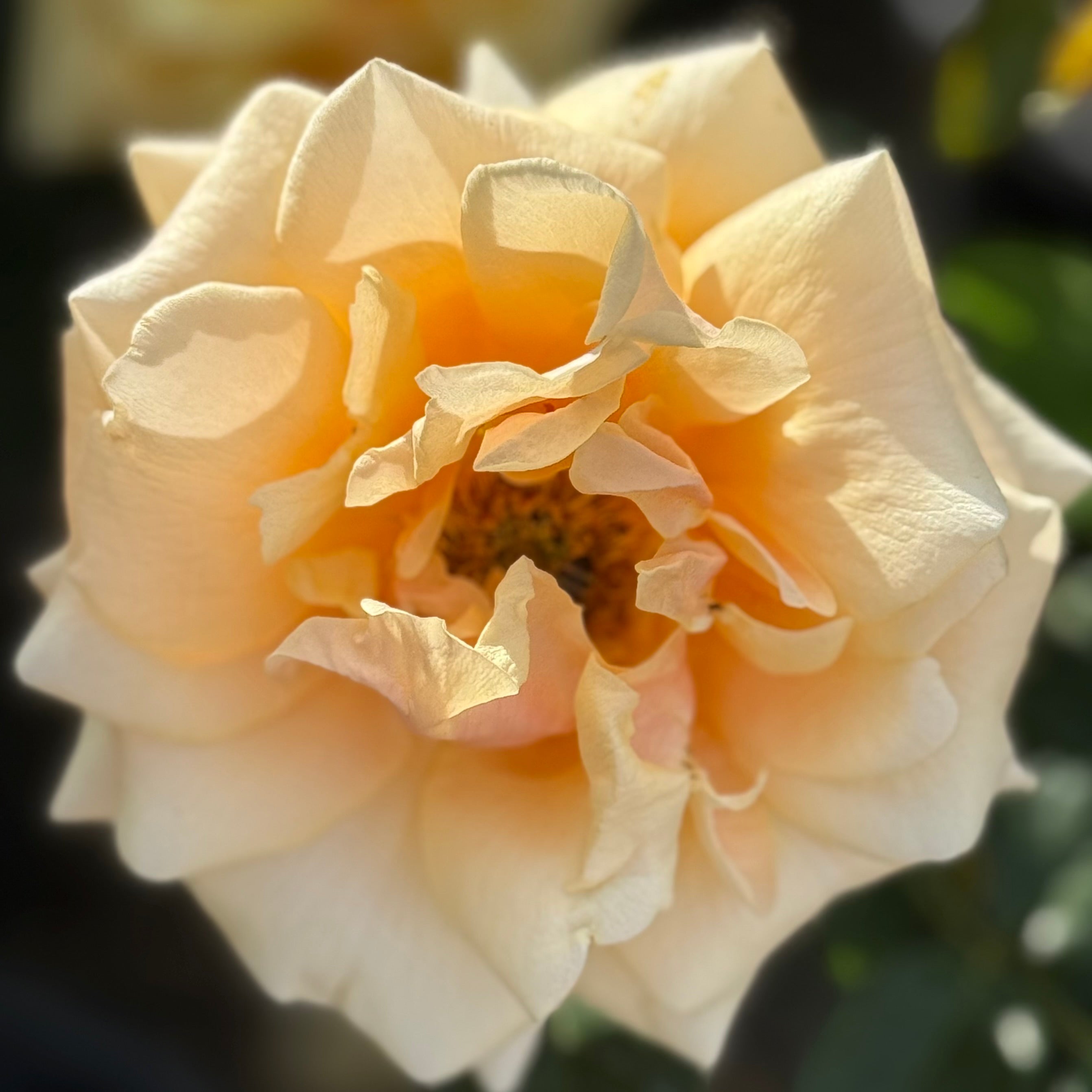 roses0331 ★ St Tropez Potted Rose Bush | Yellow Rose Bush | Grace Rose Farm