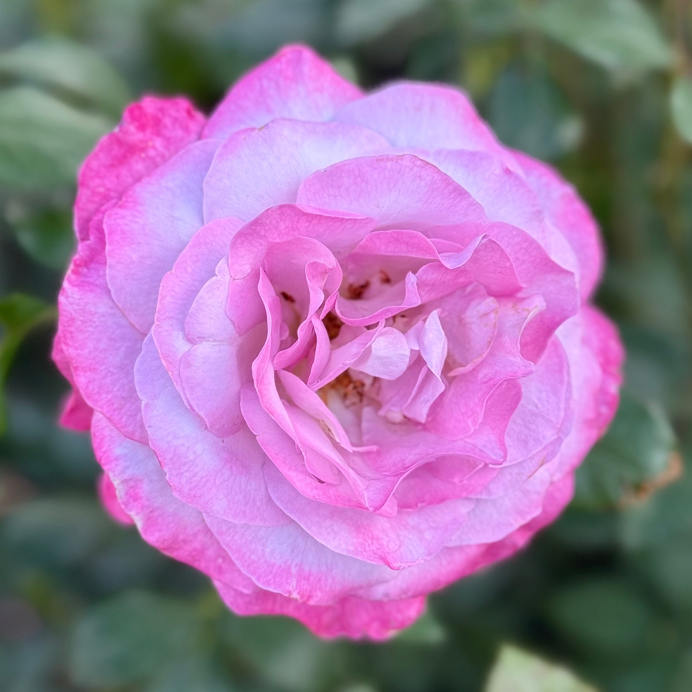 Nicole Carol Miller Potted Rose Bush - Grace Rose Farm Nicole Carol Miller Potted Rose Bush - Grace Rose Farm