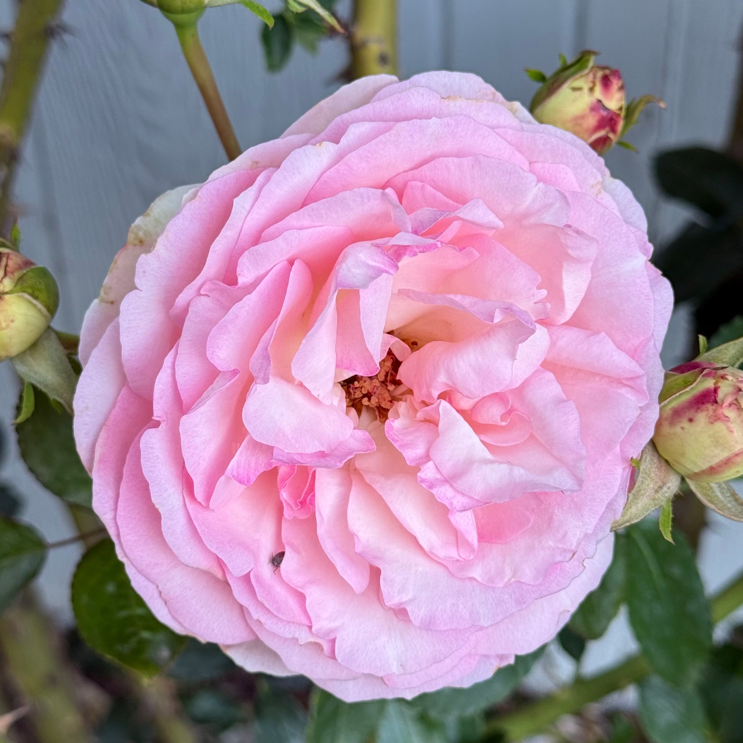 Eden Climber® Potted Climbing Rose