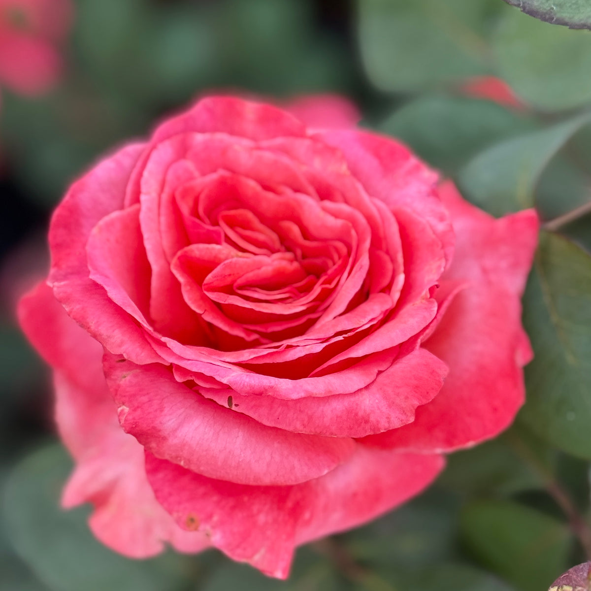 Sedona® Potted Rose Bush