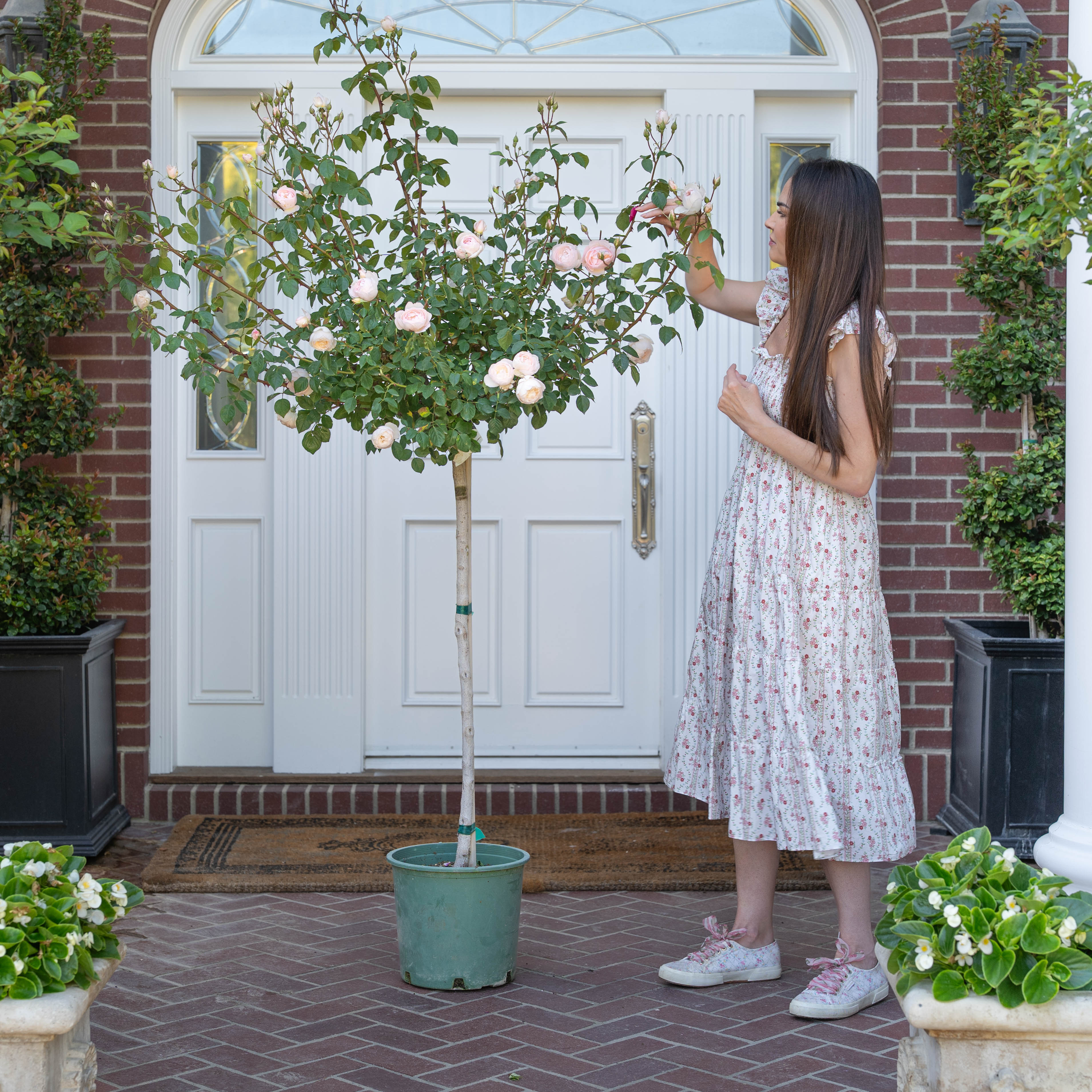 オレフォス　Rosebud　ベース Desdemona Climbing Rose | David Austin White Climber | Grace Rose Farm