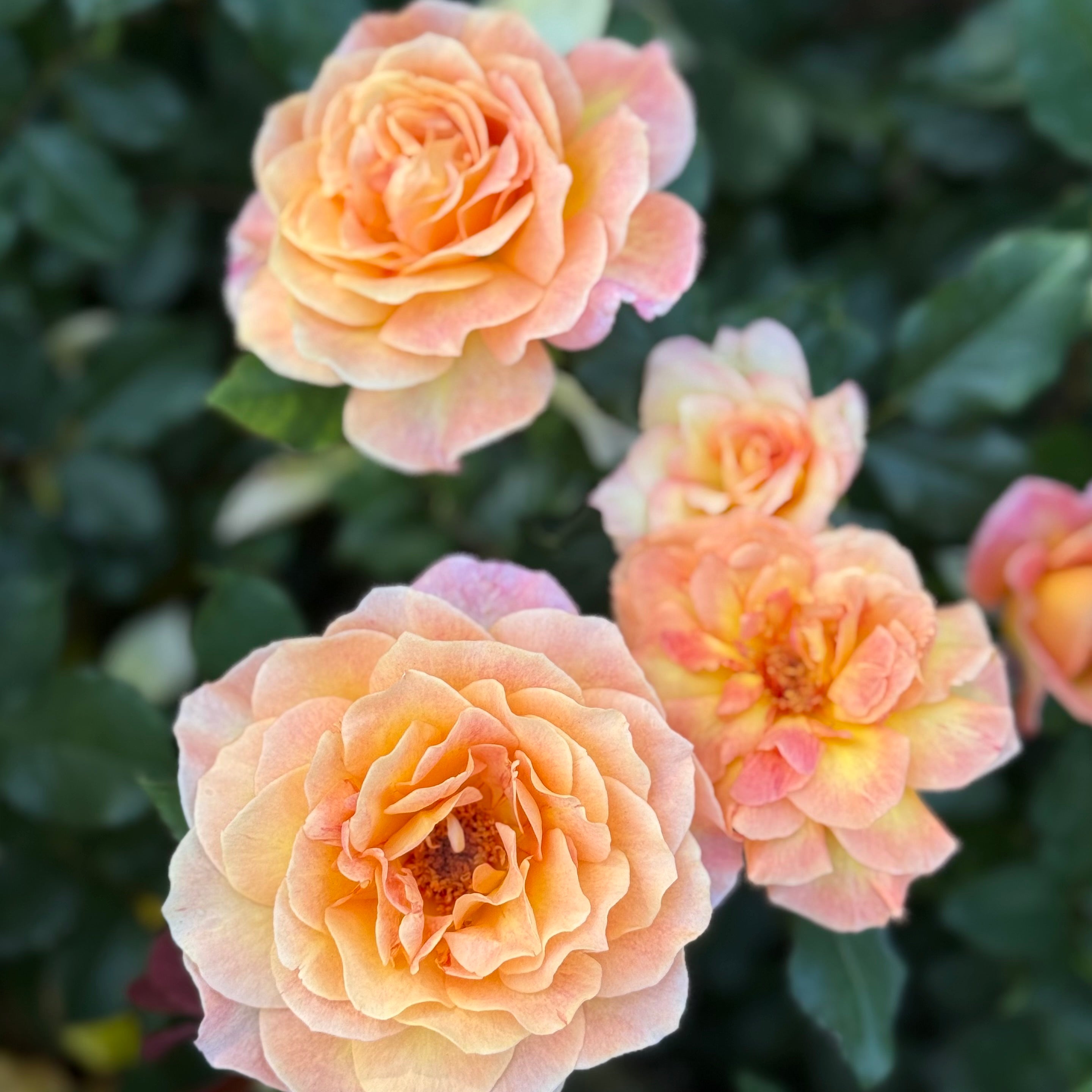 Rosie the Riveter™ Potted Rose Bush