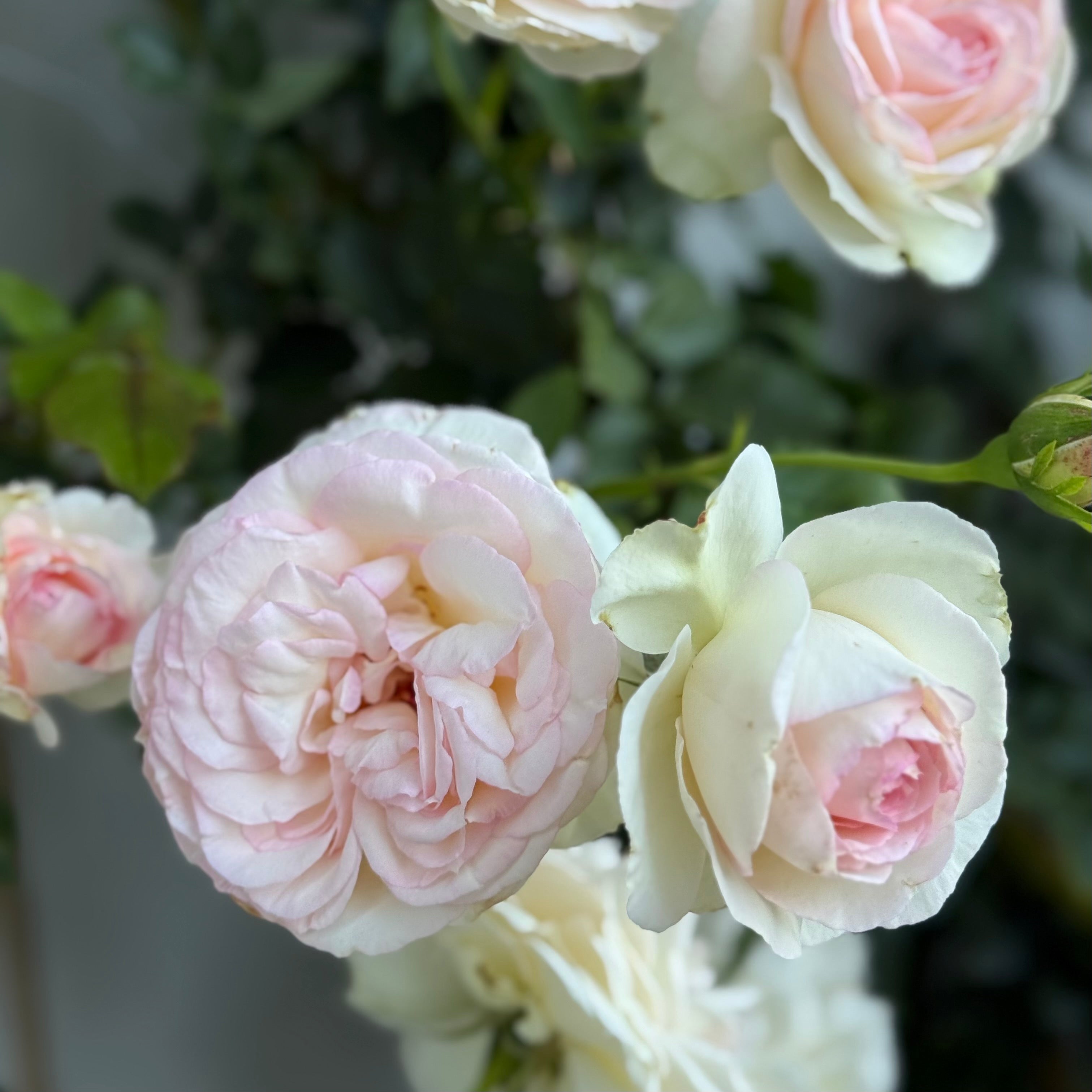 Eden Climber® White Potted Climbing Rose