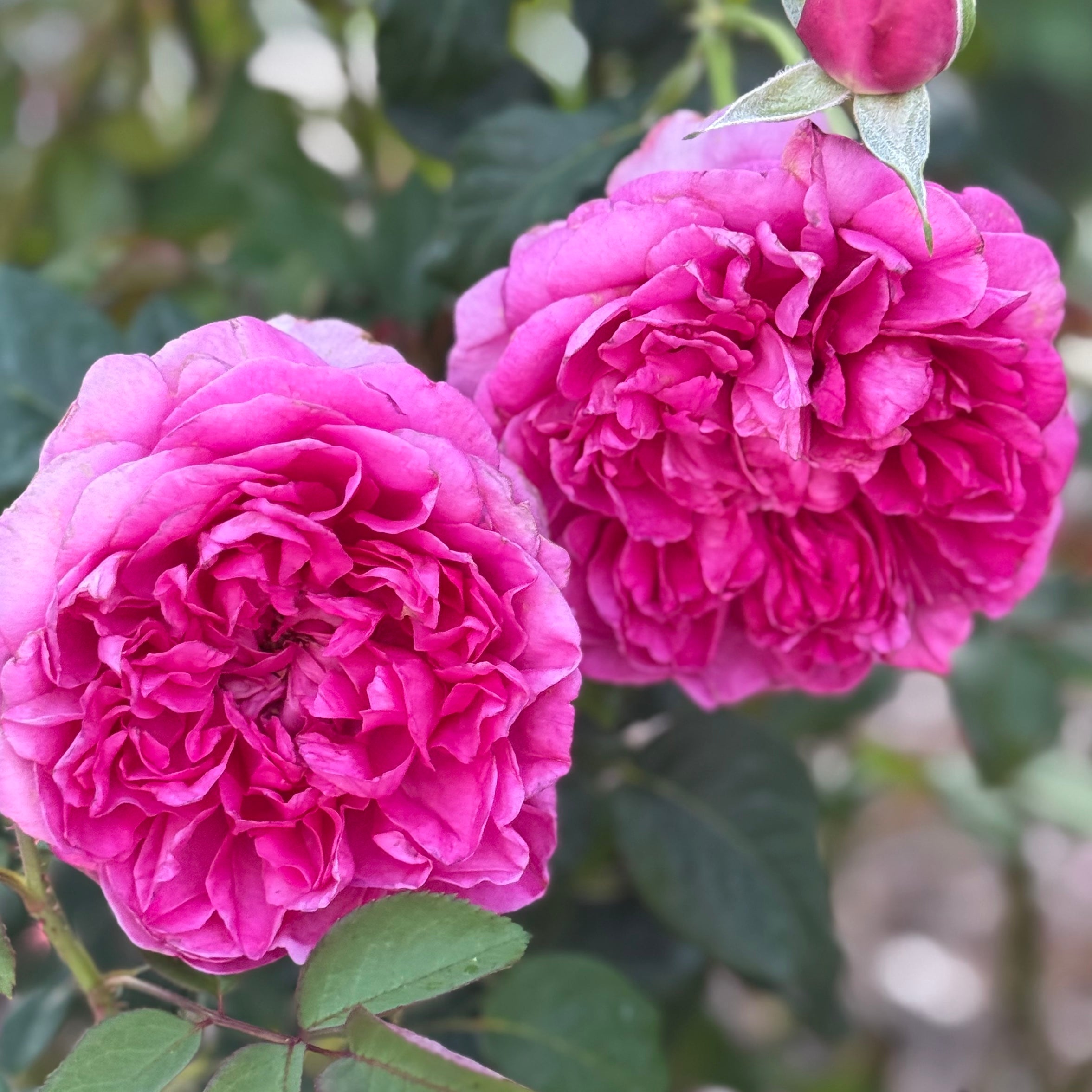 Pretty Lady Rose Potted Rose Bush | Pink Rose Bush | Grace Rose Farm