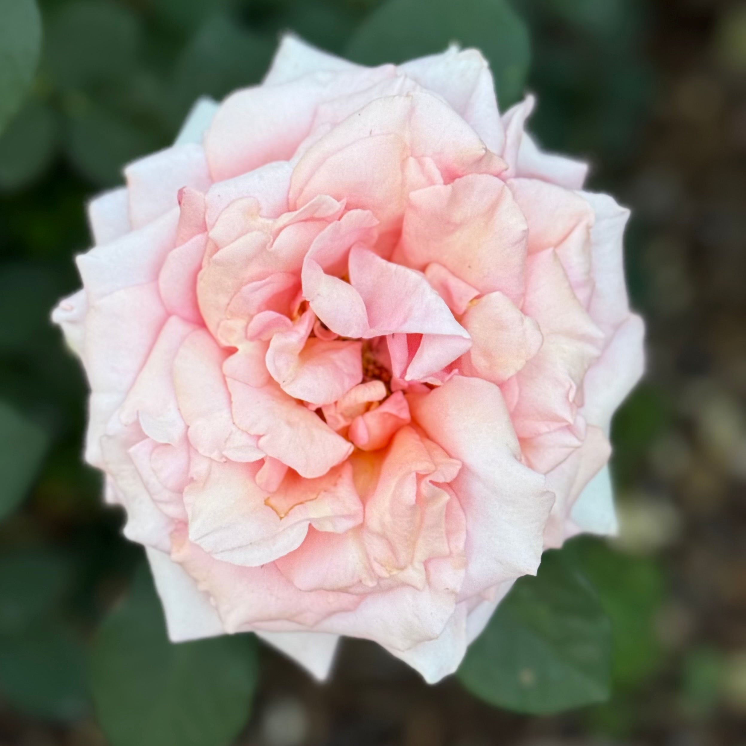 Sunset Celebration Potted Rose Bush