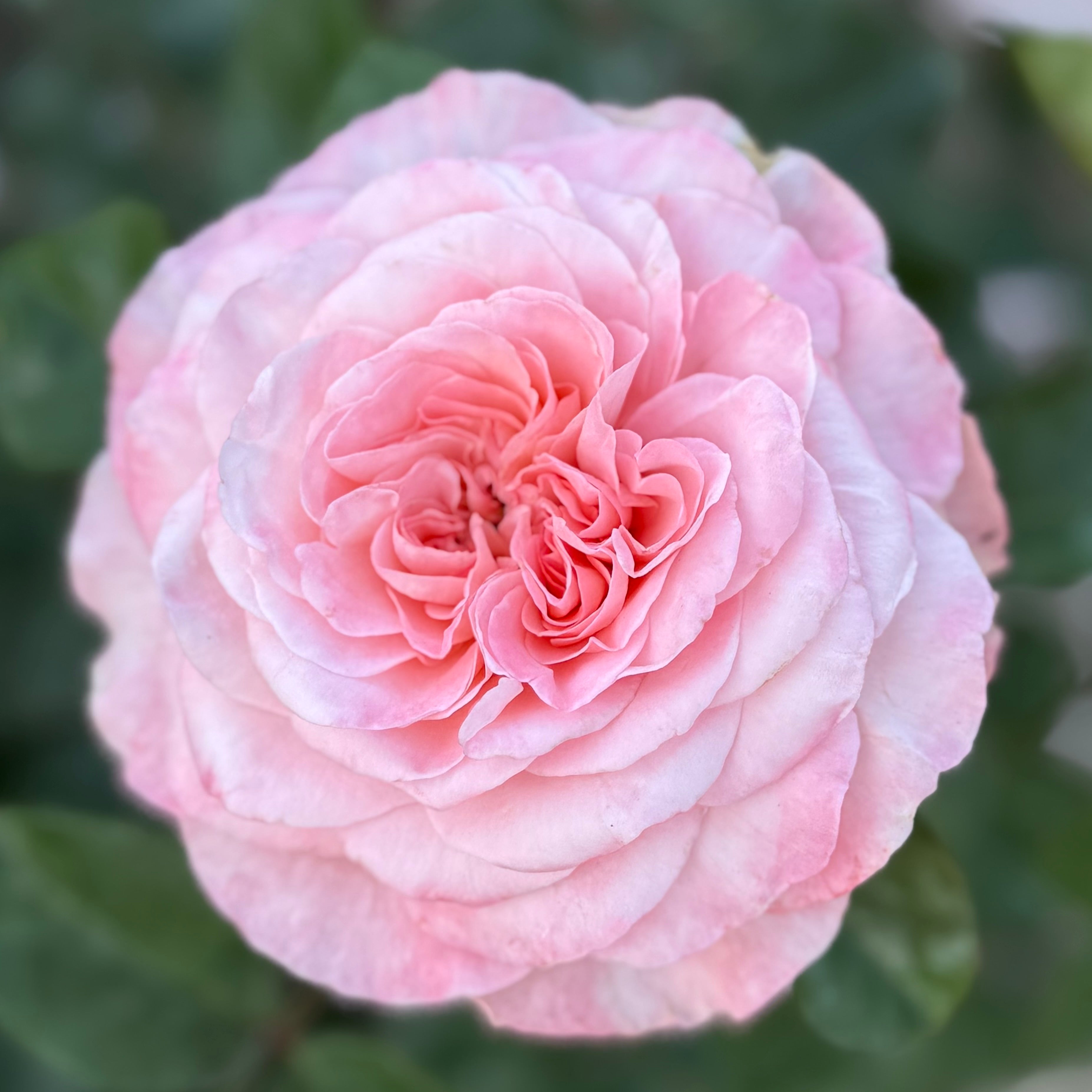 Savannah Potted Rose Bush | Apricot Rose Plant | Grace Rose Farm