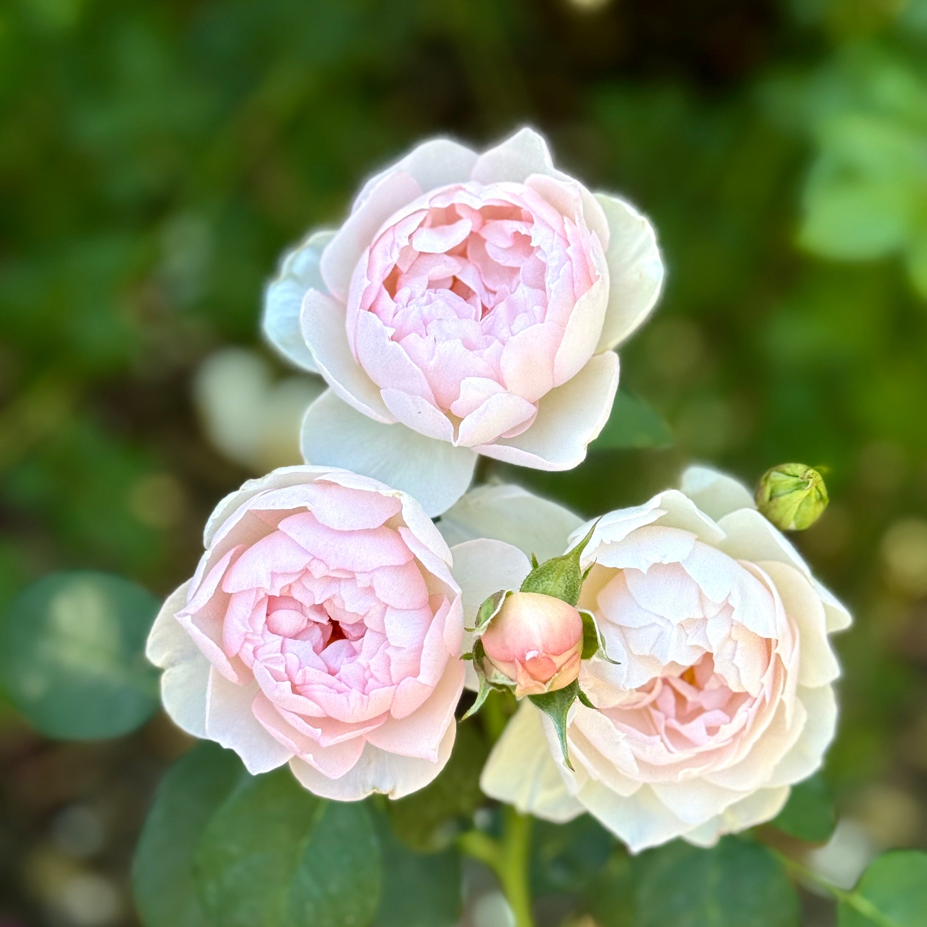 David Austin® Gentle Hermione® Potted Rose Bush - Grace Rose Farm