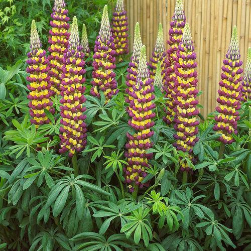 Westcountry Lupine Manhattan Lights - Thumbnail 2