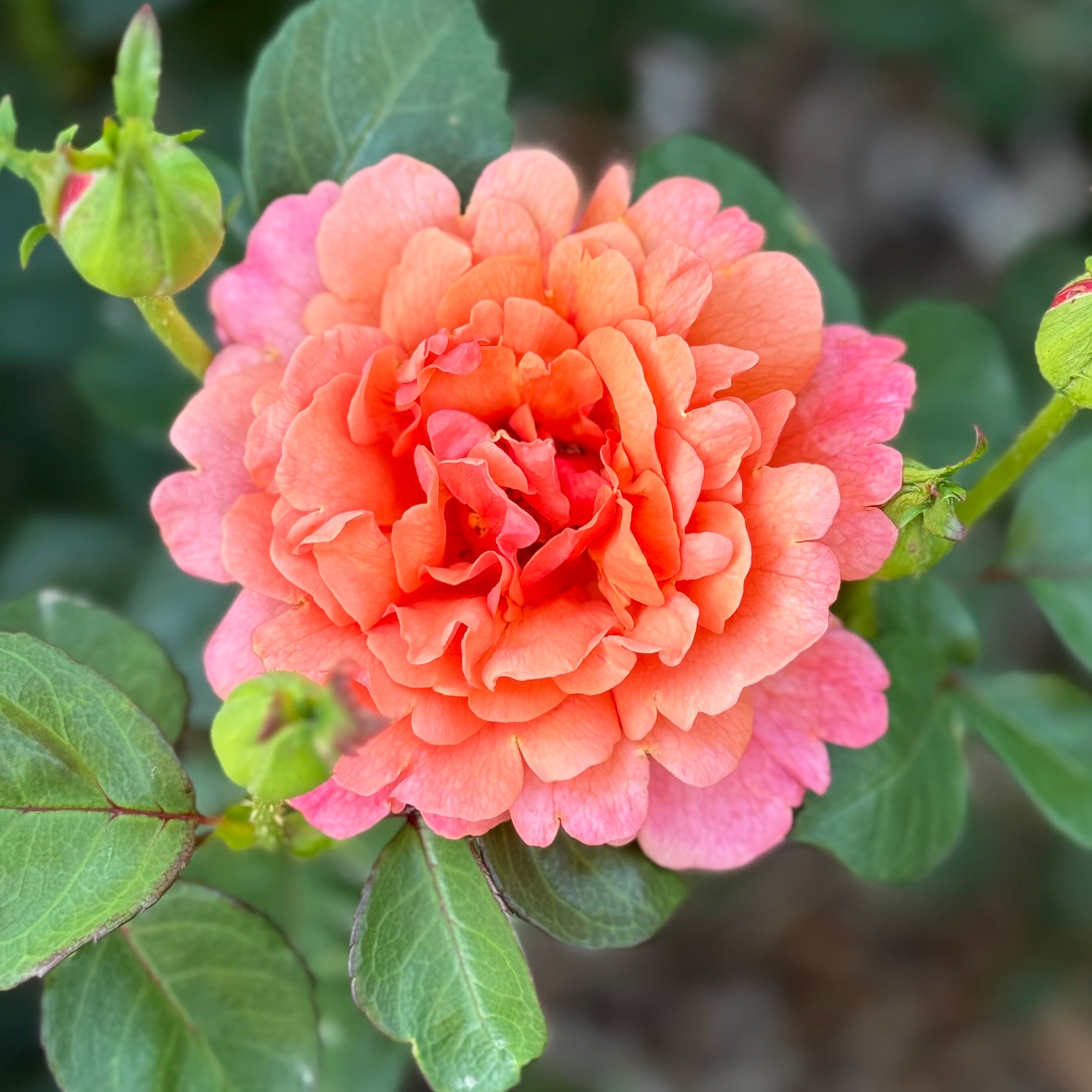 トップス rose Easy Does It® Potted Tree Rose - Grace Rose Farm