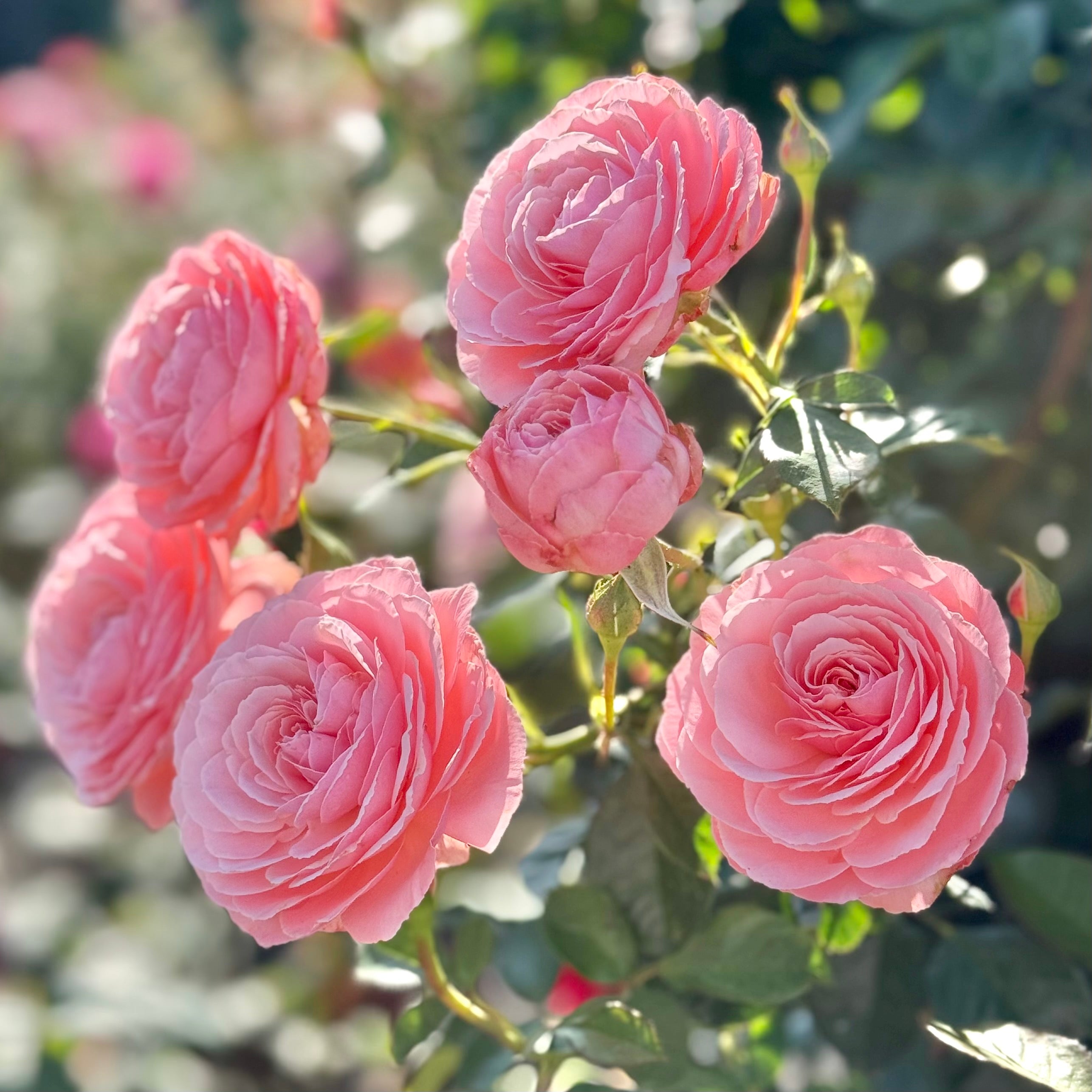 Sexy Rexy®  Potted Rose Bush