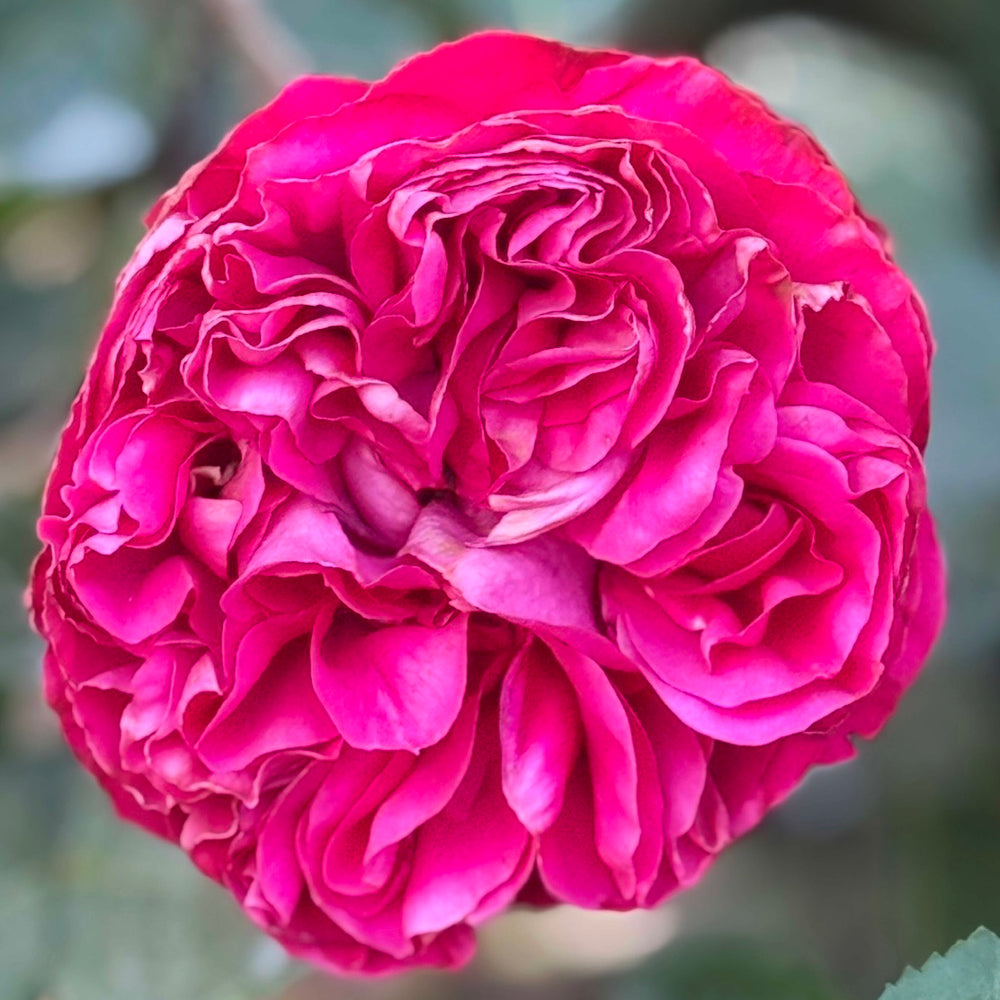 Red Rose Bushes | Deep Red And Burgundy Varieties | Grace Rose Farm