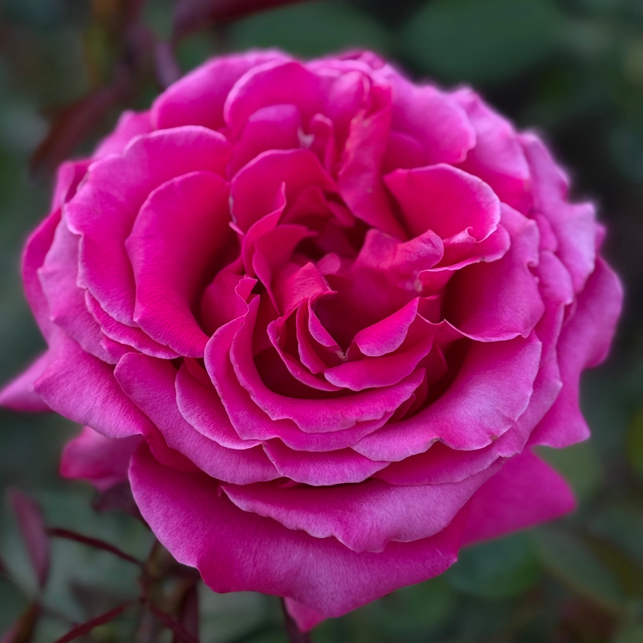 Voluptuous Potted Rose Bush | Mauve Lavender Rose Bush | Grace