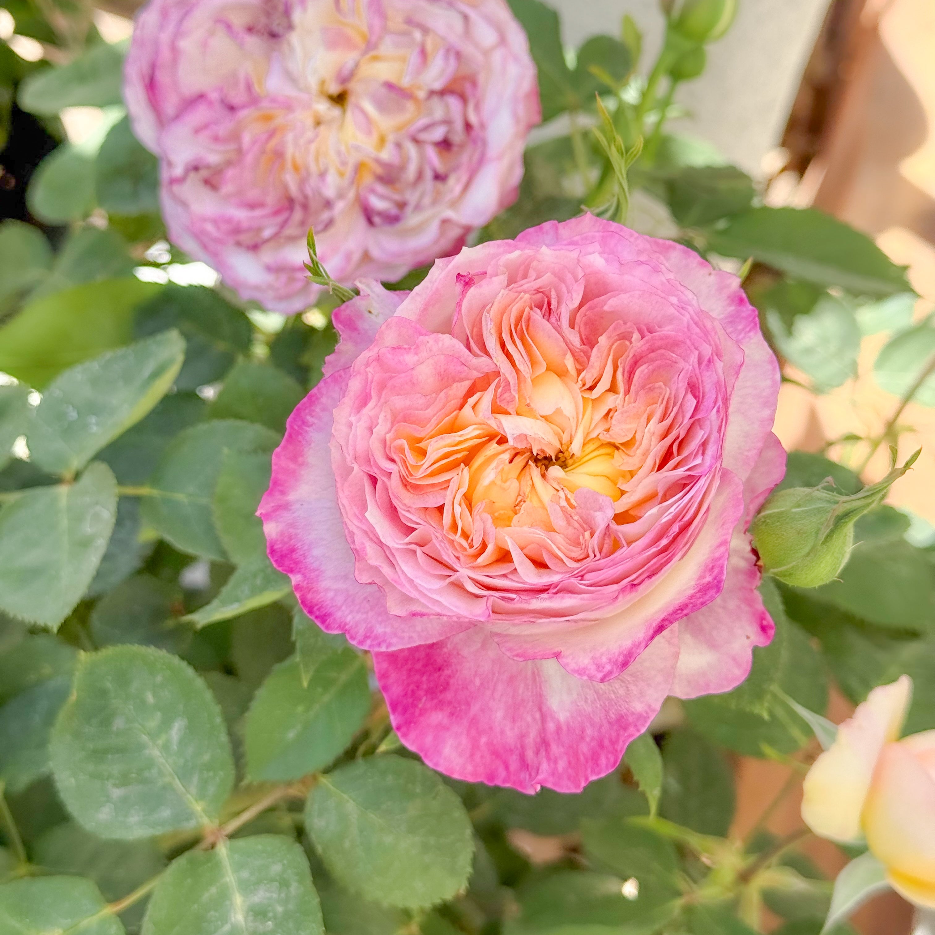 Living the Dream™ Bare Root Rose Bush