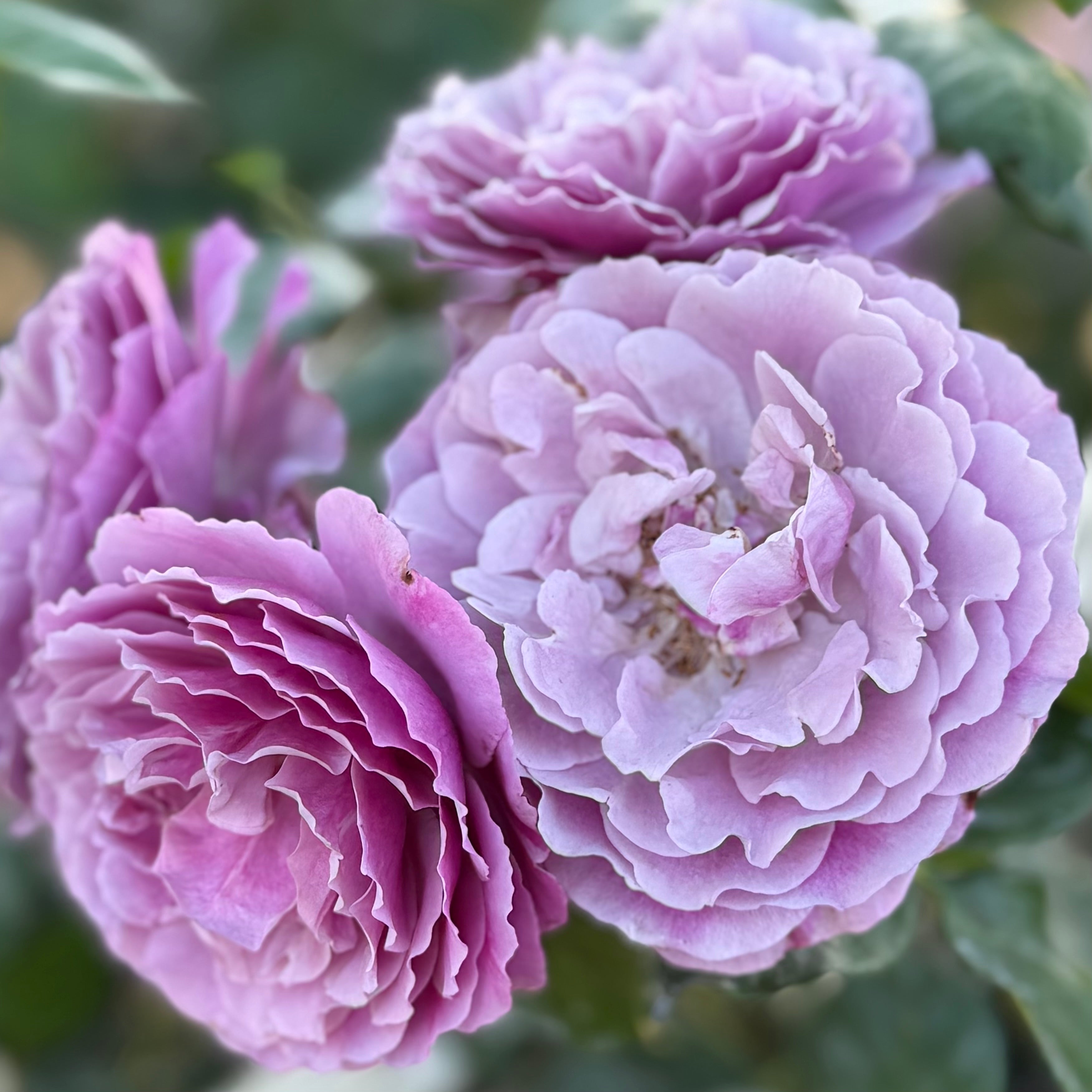 Wild Blue Yonder Potted Rose Bush | Mauve Rose Bush | Grace Rose Farm
